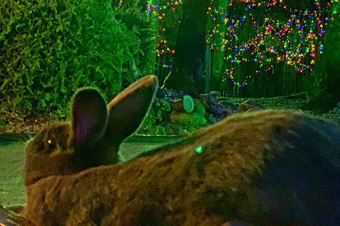 Mini Golf with Rabbits in Rotorua - Key highlights before you go