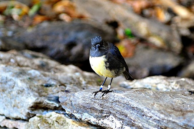 Motuara Island Bird Sanctuary and Ship Cove Cruise from Picton - Key things that make this cruise worth your time