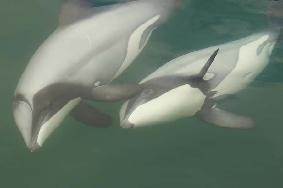 Motuara Island Sanctuary: Wildlife & Dolphin Watching Tour - Quick hits before you book