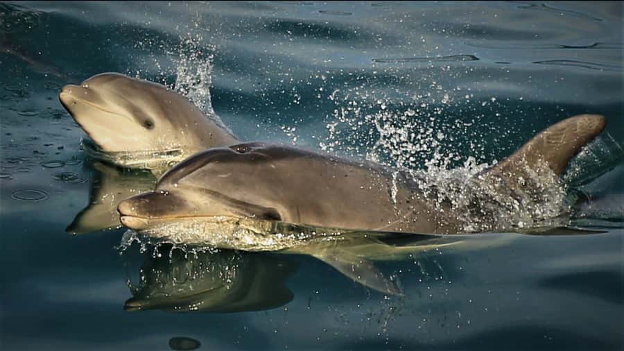 Motuara Island Sanctuary: Wildlife & Dolphin Watching Tour - Motuara Island’s predator-free magic (and why it matters)