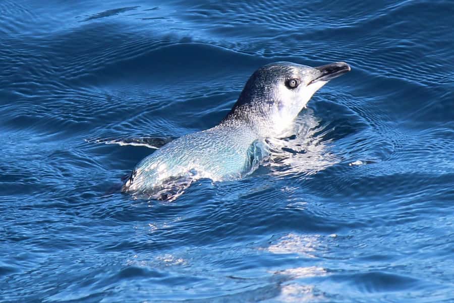 Motuara Island Sanctuary: Wildlife & Dolphin Watching Tour - Motuara Island trails: what you’ll do once you land