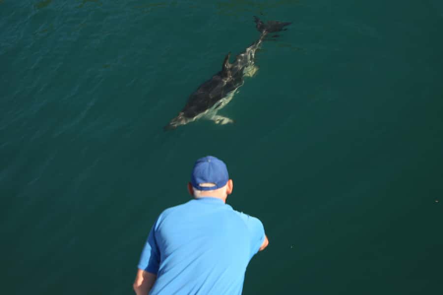 Motuara Island Sanctuary: Wildlife & Dolphin Watching Tour - Wildlife spotting along the way: dolphins, shags, penguins, and more