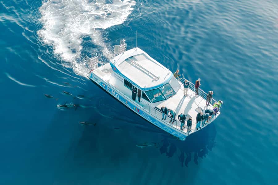 Motuara Island Sanctuary: Wildlife & Dolphin Watching Tour - Price and value: what $100 buys you in the real world