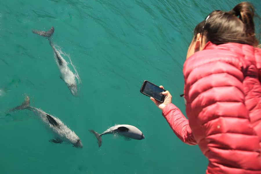 Motuara Island Sanctuary: Wildlife & Dolphin Watching Tour - Who this tour is best for (and who should skip it)
