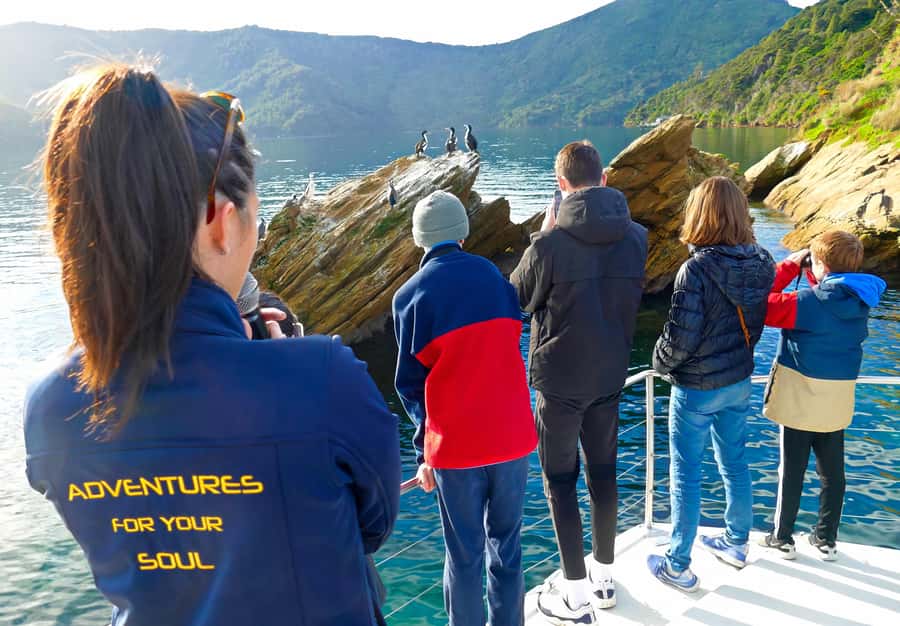 Motuara Island Sanctuary: Wildlife & Dolphin Watching Tour - The cruise in Queen Charlotte Sound: calm water, real wildlife commentary