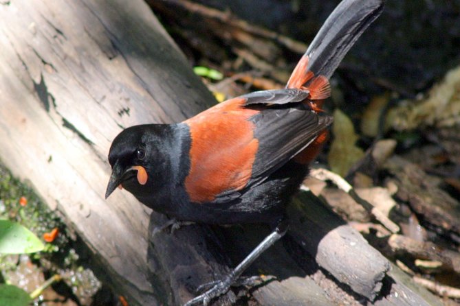Motuara Wildlife Sanctuary Tour and Dolphin Cruise from Picton - Key highlights worth planning for