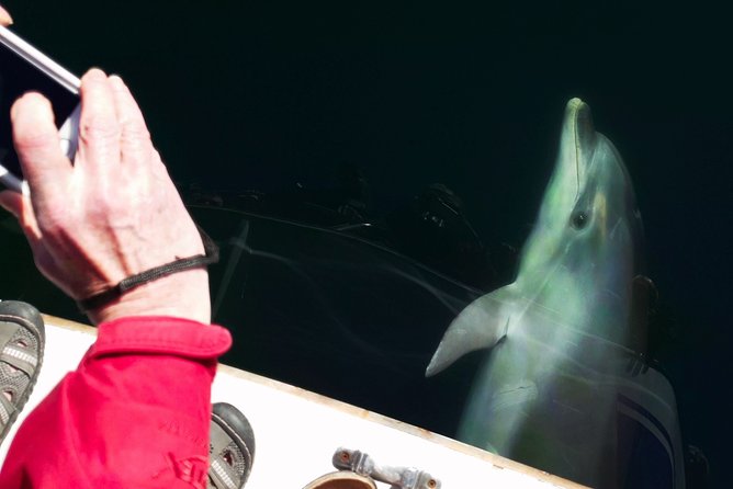 Motuara Wildlife Sanctuary Tour and Dolphin Cruise from Picton - Food, drinks, and the return trip comfort boost