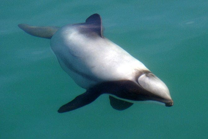 Motuara Wildlife Sanctuary Tour and Dolphin Cruise from Picton - Boat comfort and what to wear when the Sounds get breezy