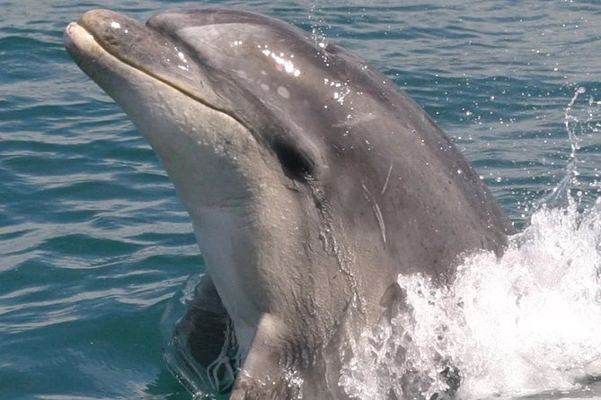 Motuara Wildlife Sanctuary Tour and Dolphin Cruise from Picton - When Motuara landing changes: alternative options you can plan for