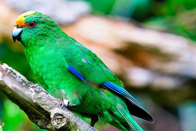 Motuara Wildlife Sanctuary Tour and Dolphin Cruise from Picton - Price and value: where the $104.26 goes