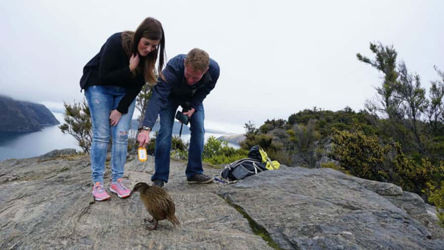 Mou Waho Island: 3-Hour Cruise and Guided Nature Walk - Key highlights you’ll care about