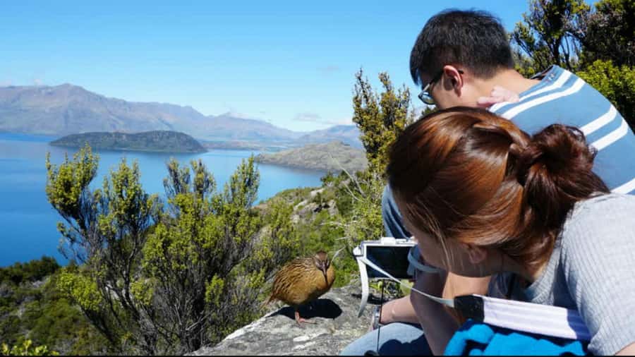 Mou Waho Island: 3-Hour Cruise and Guided Nature Walk - Cruising the 30 Minutes Out: Views, Timing, and What to Bring