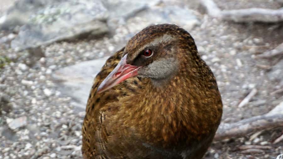 Mou Waho Island: 3-Hour Cruise and Guided Nature Walk - The 2-Hour Guided Walk: Predator-Free Birds and the Lake on Top