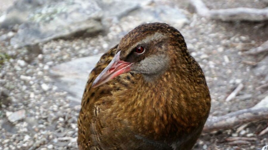 Mou Waho Island: 3-Hour Cruise and Guided Nature Walk - How the Guides Turn Nature, Geology, and Maori Stories into Real Understanding