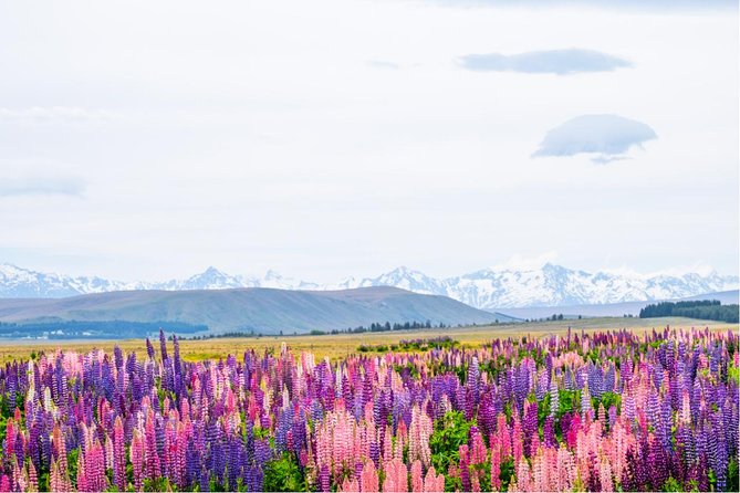 Mount Cook Day Tour from Queenstown - Geraldine Visitor Information Centre: a cultural palate cleanser