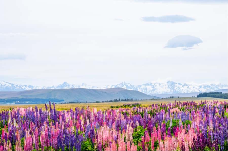 Mount Cook Full-Day Tour: Queenstown to Christchurch - From Queenstown to Christchurch, it is a long day on the road