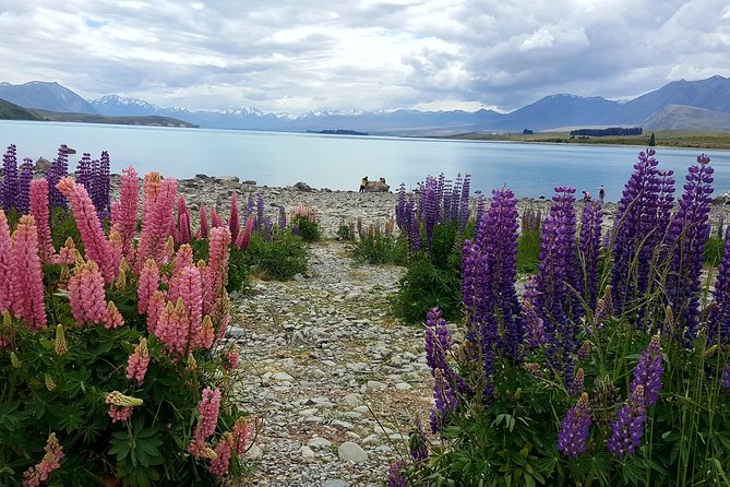 Mount Cook, Lake Tekapo and Tasman Glacier Tour from Christchurch - Aoraki/Mt Cook National Park: lunch at the Hermitage and time for a walk