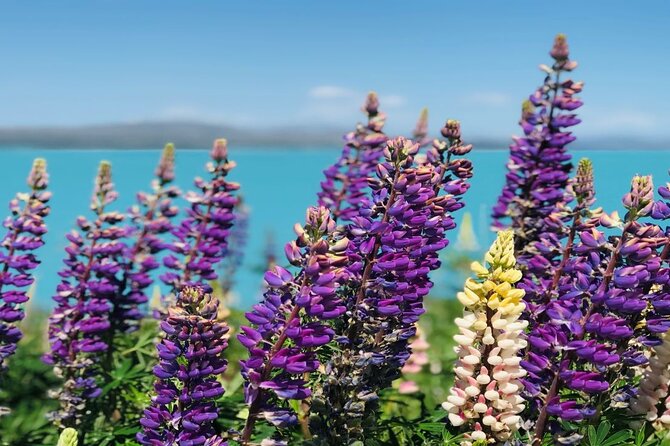 Mt Cook to Christchurch One-Way Small Group Tour via Lake Tekapo - How this one-way Mt Cook to Christchurch tour actually feels