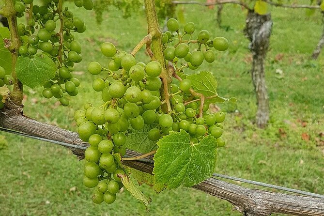 Muriwai Scenic Wine Tour from Auckland - Small group energy: why this feels more personal than big bus tours