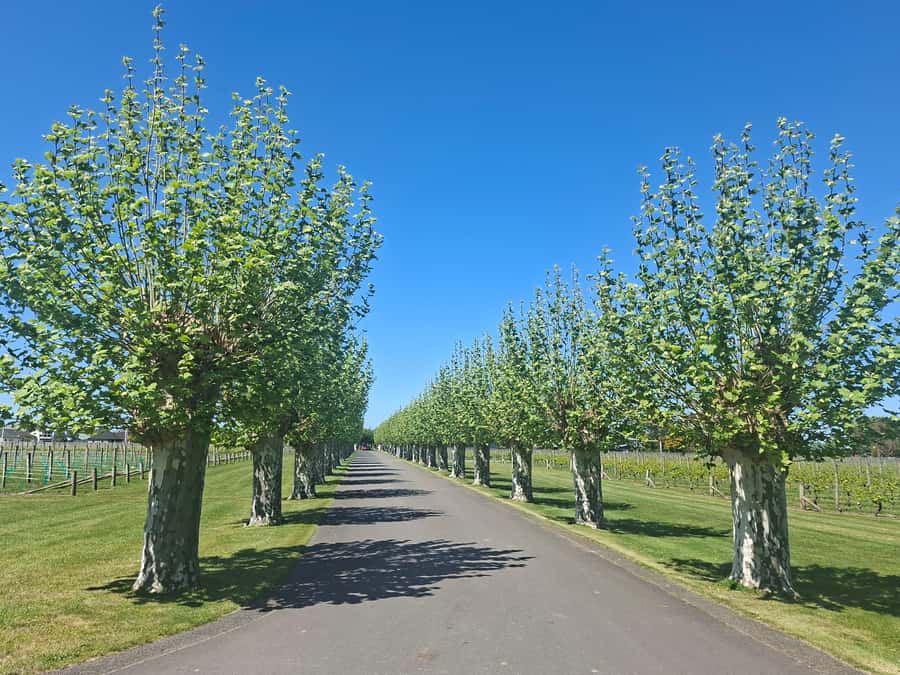 Napier: Afternoon Winery & Gin Tasting Tour Thu Fri Sat - Askerne Estate Seated Tasting: Cheese Board Among the Vines