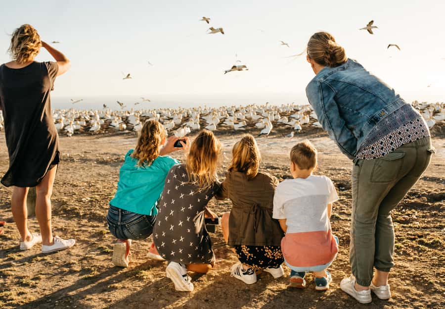 Napier: Cape Kidnappers Gannet, Nature & Sightseeing Tour - Key highlights for a Cape Kidnappers gannet morning