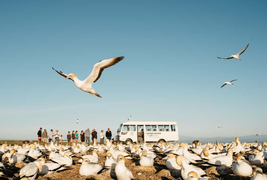 Napier: Cape Kidnappers Gannet, Nature & Sightseeing Tour - Cape Kidnappers in 3 hours, without the trek
