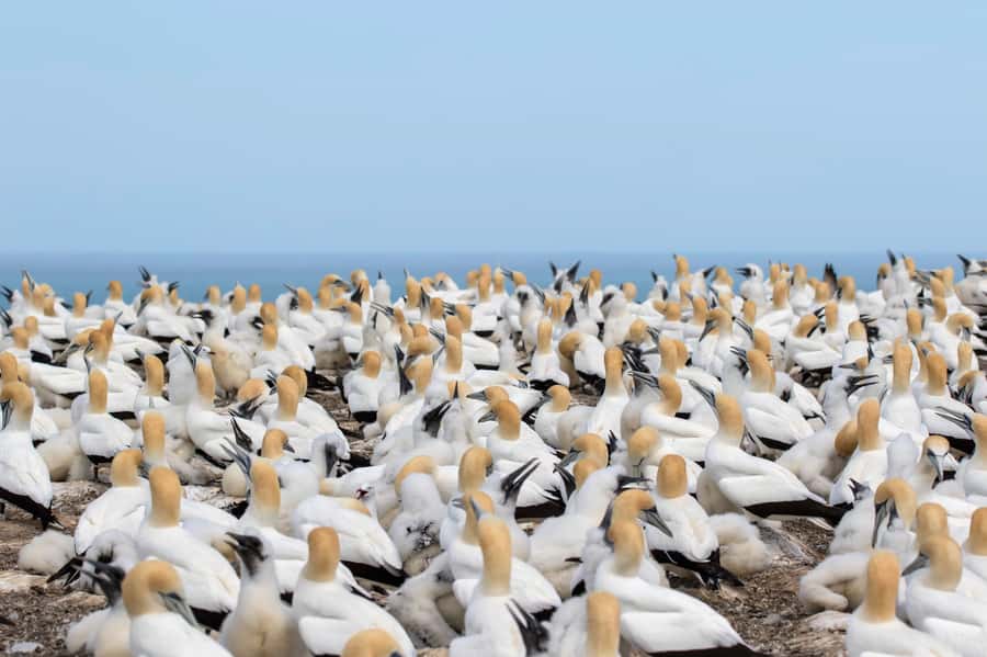 Napier: Cape Kidnappers Gannet, Nature & Sightseeing Tour - Conservation stops: predator-proof reserve and native forests