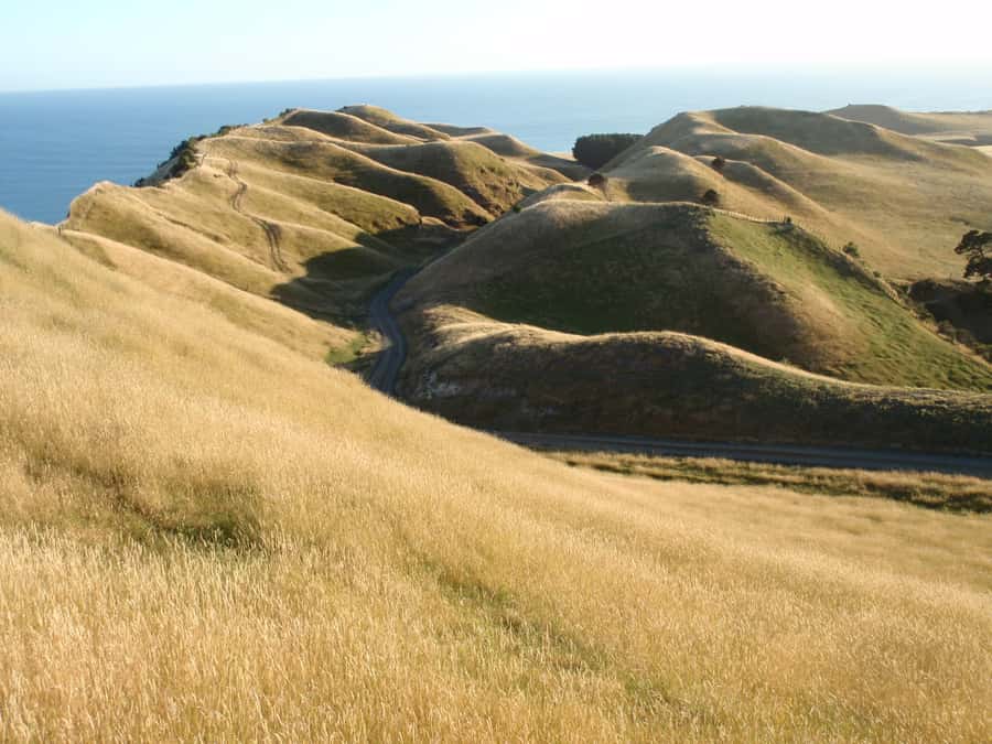 Napier: Cape Kidnappers Gannet, Nature & Sightseeing Tour - Who should book this Cape Kidnappers gannet tour