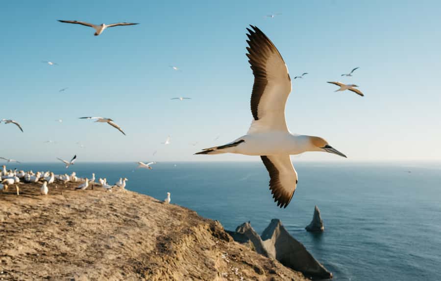 Napier: Cape Kidnappers Gannet, Nature & Sightseeing Tour - The gannet colony: what you’ll see right up close