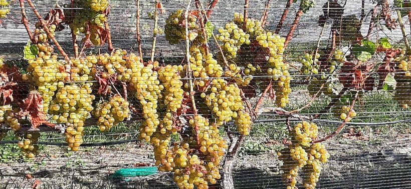 Napier: Winery + Gin Tasting Tour with Lunch Thu Fri Sat - Mission Estate Restaurant Lunch in the Old Mission House