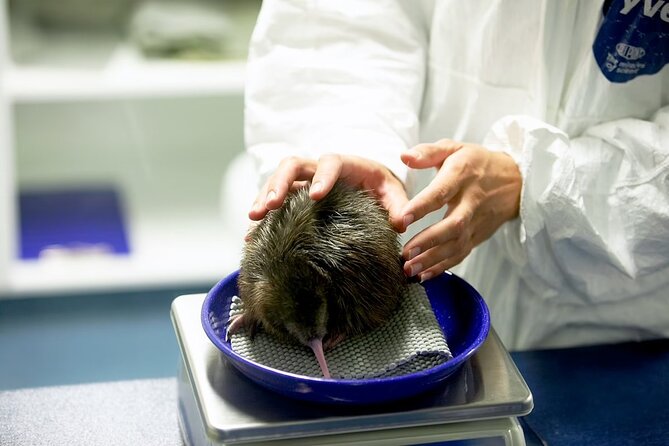 National Kiwi Hatchery - Kiwi Encounter Guided Tour - Key things to know before you go