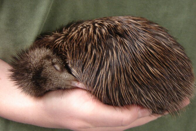 National Kiwi Hatchery - Kiwi Encounter Guided Tour - Price and value: what you get for $47.74 per person