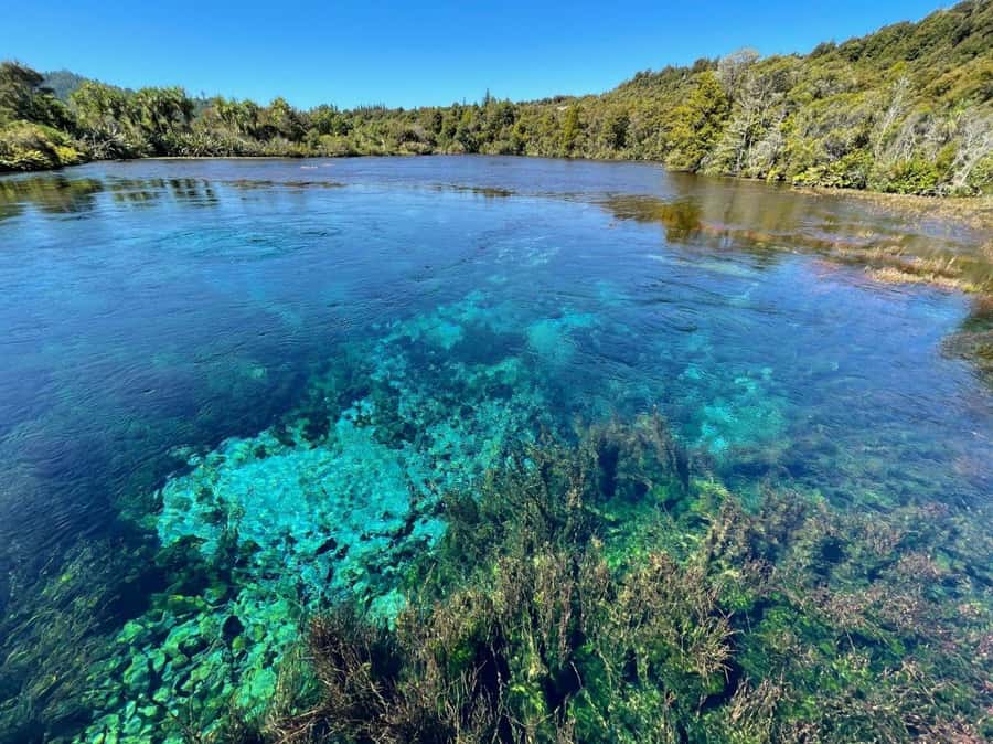 Nelson: Golden Bay in a Day Tour - Te Waikoropupū Springs: sacred clarity you can actually see