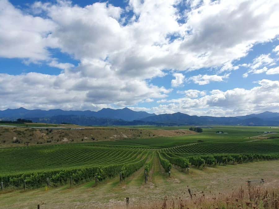 Nelson: Wine Tour with Tastings and Lunch - Vineyard lunch: where the tasting stops being a task