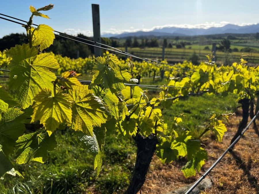 Nelson: Wine Tour with Tastings and Lunch - Who this fits best, and who might want a different day