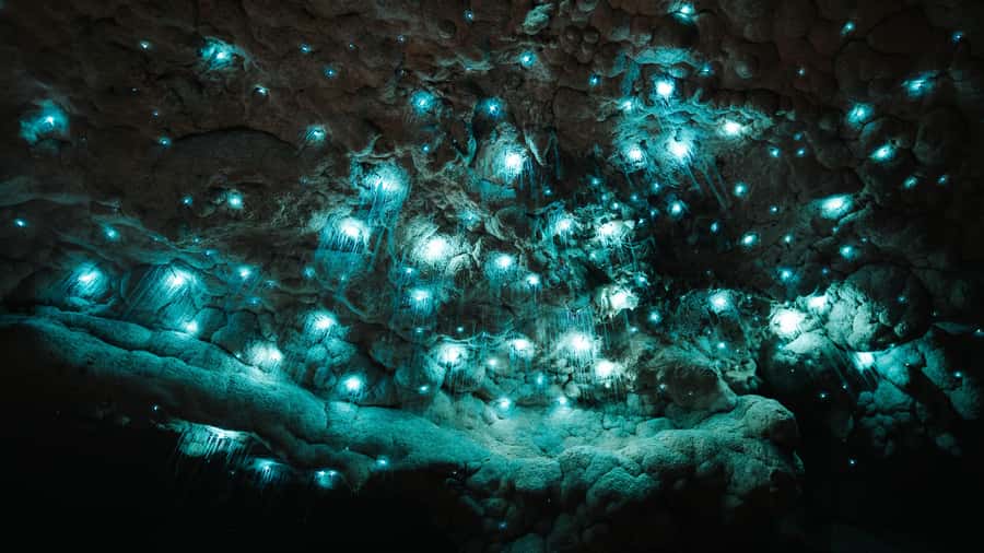 New Zealand: Milky Way Glowworm Cave Tour - Key highlights worth planning around