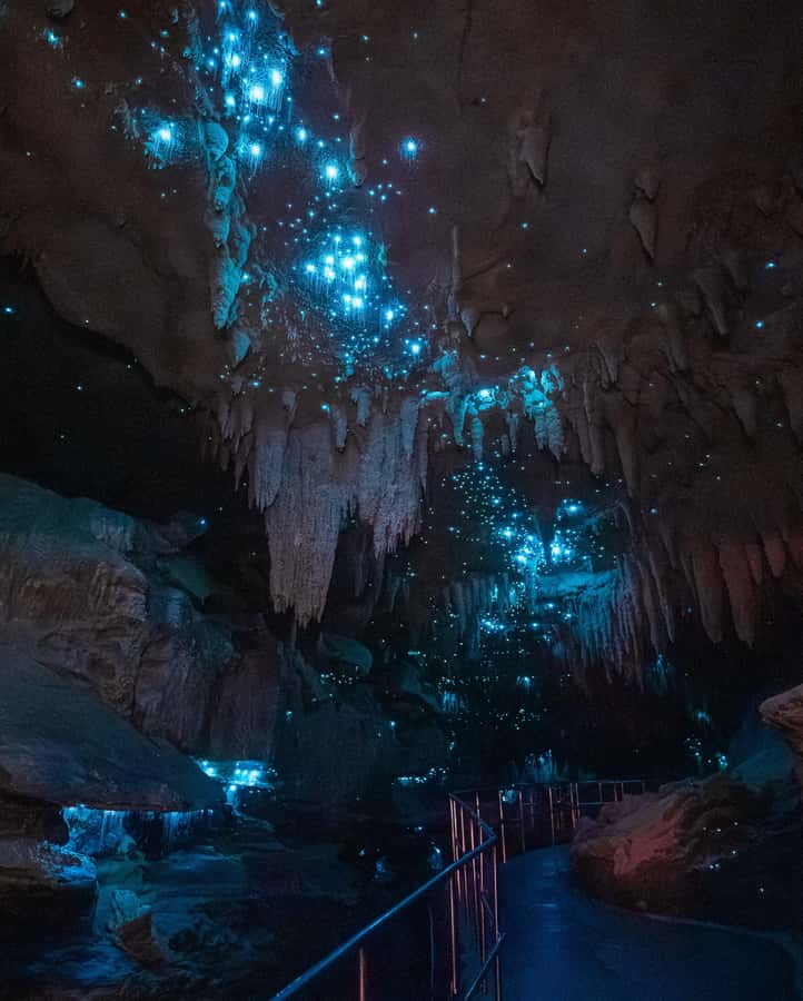 New Zealand: Milky Way Glowworm Cave Tour - The 300m approach through limestone and native bush