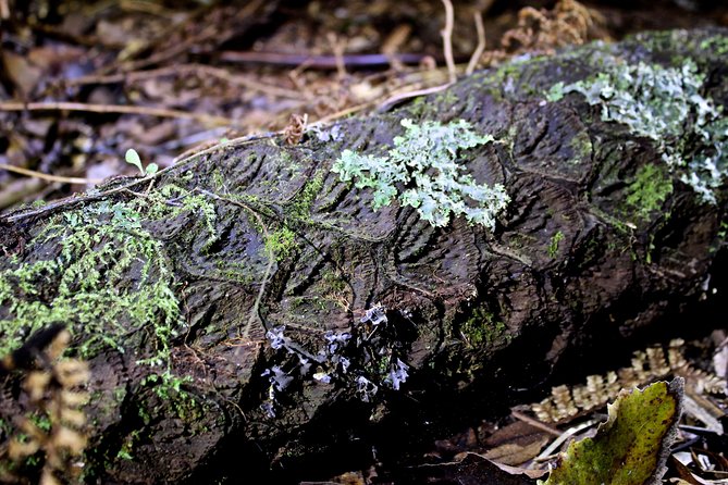 Nocturnal adventure Glow-worm tour - The glow-worm viewing moment, plus smart flashlight habits
