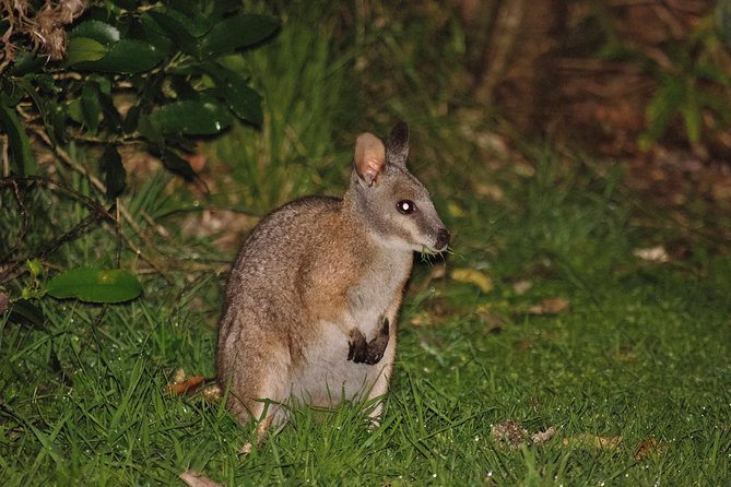 Nocturnal adventure Glow-worm tour - Wildlife beyond glow worms: wallabies, possums, and other night sounds