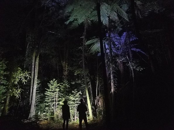Nocturnal adventure Glow-worm tour - Safety, footing, and what to wear for this 2 km in the dark
