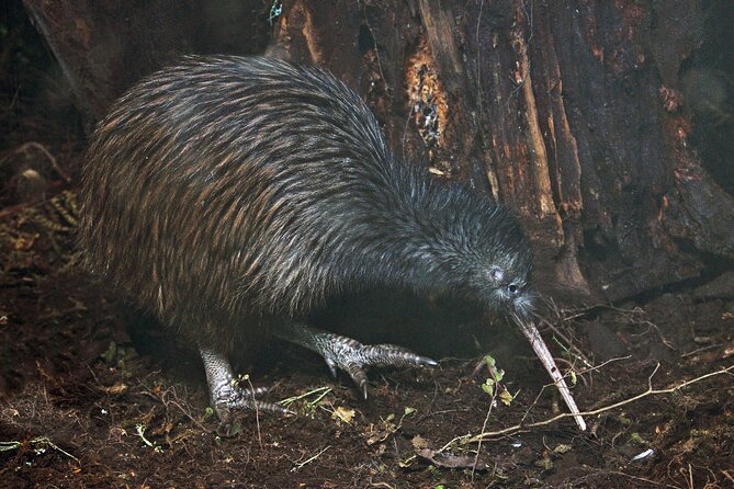 Nocturnal Wonders Tawharanui Kiwi Spotting and Stargazing Tour - Why Tawharanui’s Night Walk Feels So Personal