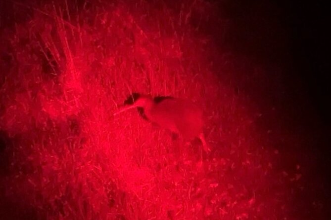 Nocturnal Wonders Tawharanui Kiwi Spotting and Stargazing Tour - Glamping Option: Making the Night Last Longer
