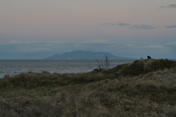 Nocturnal Wonders Tawharanui Kiwi Spotting and Stargazing Tour - Timing and Where It Starts, So You Can Show Up Ready