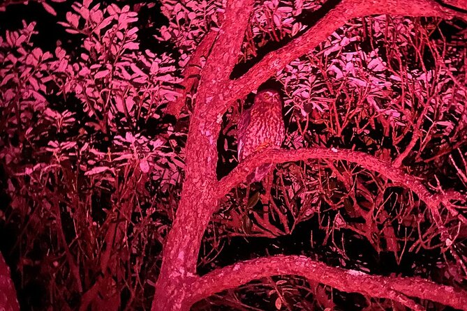 Nocturnal Wonders Tawharanui Kiwi Spotting and Stargazing Tour - Who Should Book This Tour (And Who Might Skip It)
