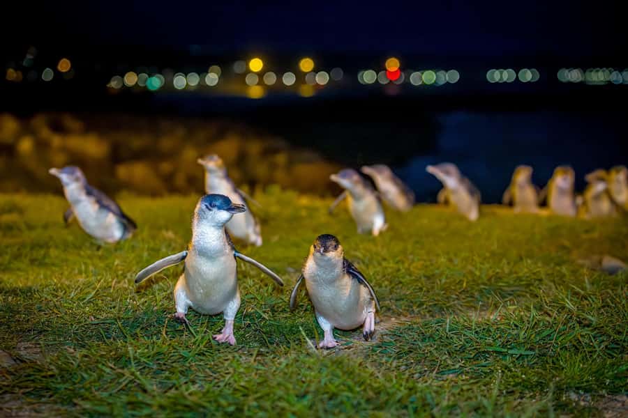 Oamaru: Penguins Evening Viewing Ticket - Key highlights to know before you go