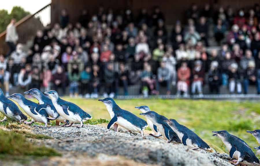 Oamaru: Penguins Evening Viewing Ticket - Ōamaru at dusk: what you’re really about to watch