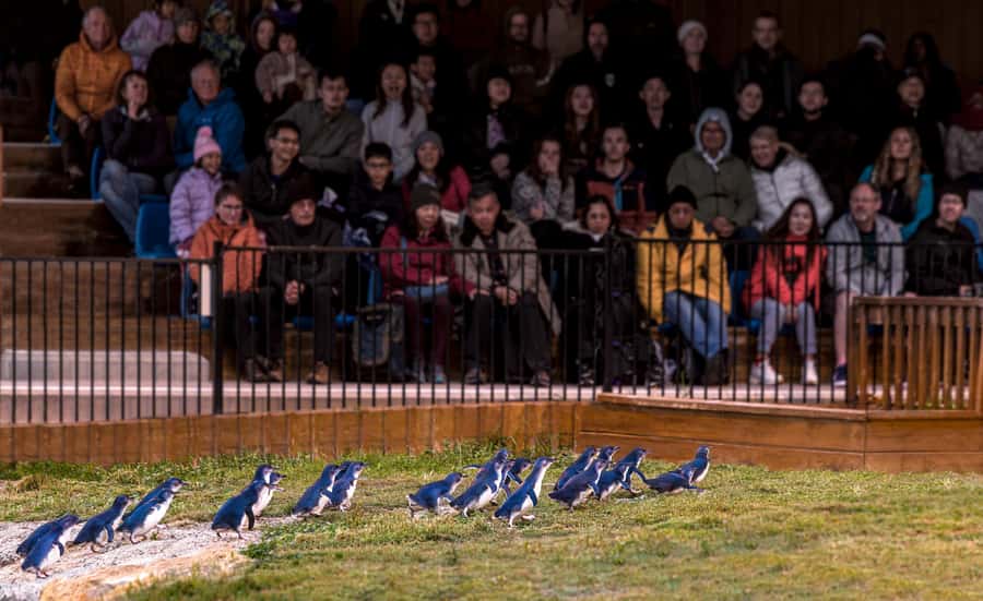 Oamaru: Penguins Evening Viewing Ticket - How close are you to the nesting boxes?