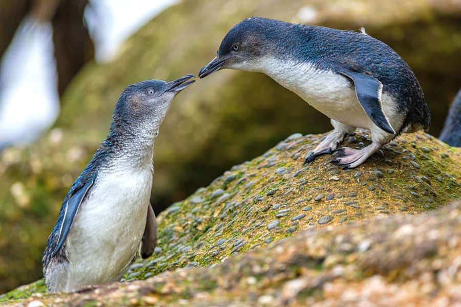 Oamaru: Penguins Evening Viewing Ticket - What to pack for a cold South Island evening