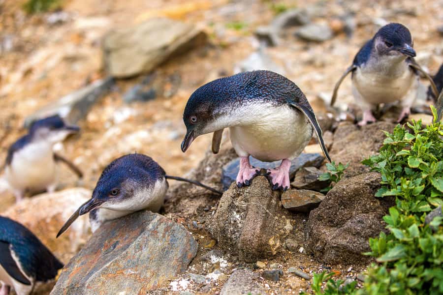 Oamaru: Penguins Evening Viewing Ticket - Timing in summer vs winter: when the penguins arrive