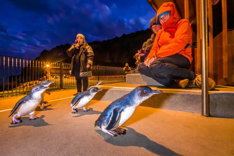 Oamaru: Penguins Evening Viewing Ticket - Your 90 minutes on the beach, step by step